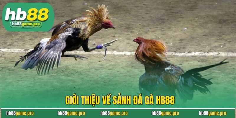 Đá Gà HB88 - Trải Nghiệm Sảnh Chơi Đẹp Mắt, Uy Tín Hàng Đầu 2 Giới thiệu về sảnh đá gà HB88