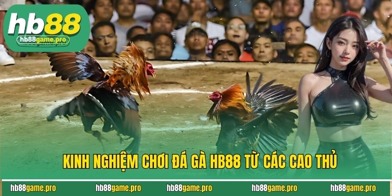 Đá Gà HB88 - Trải Nghiệm Sảnh Chơi Đẹp Mắt, Uy Tín Hàng Đầu 4 Kinh nghiệm chơi đá gà HB88 từ các cao thủ
