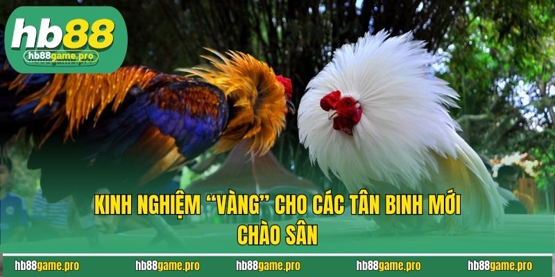 Đá Gà Trực Tiếp Thomo - Chơi Là Sẽ Ghiền, Ghiền Là Nghiện 4 Kinh nghiệm “vàng” cho các tân binh mới chào sân