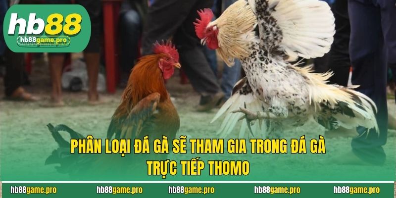 Đá Gà Trực Tiếp Thomo - Chơi Là Sẽ Ghiền, Ghiền Là Nghiện 3 Phân loại đá gà sẽ tham gia trong đá gà trực tiếp Thomo