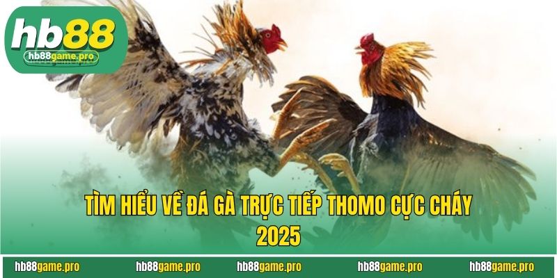 Đá Gà Trực Tiếp Thomo - Chơi Là Sẽ Ghiền, Ghiền Là Nghiện 2 Tìm hiểu về đá gà trực tiếp Thomo cực cháy 2025